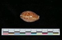 藏品(山貓寶螺)的圖片